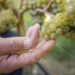 Vendemmia, al via in Alto Adige dopo un’estate difficile