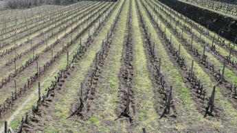 Vendemmia, tra clima estremo, incendi e peronospora in Sicilia stima produzione fino a -35%