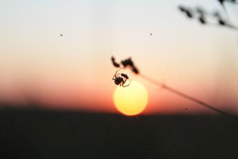 Dai rianimatori di ragni al wc smart, ecco IgNobel 2023