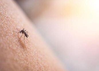 Dengue, scatta l’allerta per le Regioni: stretta contro rischio di trasmissione autoctona