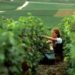 Vendemmia al via in Champagne