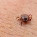 Zecche e Sindrome alfa-Gal, cos’è l’allergia che allarma gli Usa