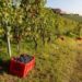 Vendemmia 2023 in ulteriore riduzione, calo da 20 a 24% su 2022