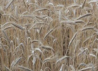 Celiachia, scoperto meccanismo che scatena reazione al glutine