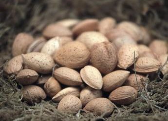 Frutta in guscio protagonista al Sigep con campagna Masaf-Ismea