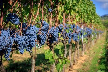 Il clima penalizza l’economia dell’agricoltura: i dati Istat