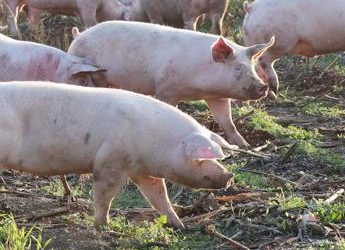 Sostenibilità, cambiare mangime animale per ridurre il consumo di risorse naturali