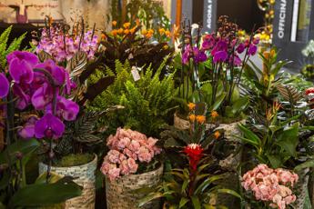Capitanio (Aiph): “Italia tra i principali fornitori di fiori e piante”