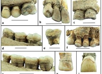 Tartaro di 6mila anni fa rivela dieta neolitica