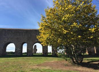 8 marzo, immunologo: “La mimosa lasciamola sull’albero, rischio allergia con contatto”