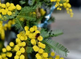8 marzo, mimosa? Occhio all’allergia