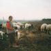La silvo-pastorizia per combattere il riscaldamento globale