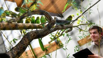 Proteggere la fauna ornitologica per rigenerare le foreste