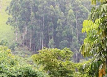 Record per la sostenibilità forestale, oltre 1 milione di ettari certificati Pefc