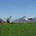 Dl Agricoltura, stop all’agrivoltaico se non permette l’attività agricola