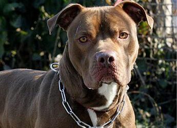 Pitbull pericolosi? Veterinari: “Serve obbligo patentino”