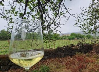 Vino, per la Sicilia il 2023 annata performante nonostante calo produttivo