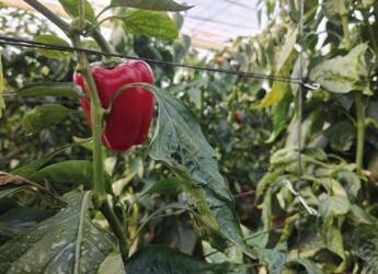 Innovazione, spaghi e clip in Mater-Bi contro il rifiuto plastico in agricoltura