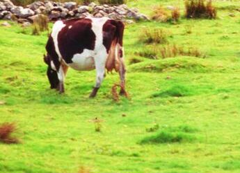 Aviaria, studio rivela: “Virus si trasmette fra mammiferi, più rischi per l’uomo”