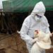 Aviaria la prossima pandemia? L’allarme degli esperti: “Diffusione senza precedenti”