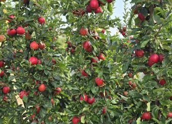 Trentino, partita la raccolta delle mele. Al lavoro fino ad ottobre