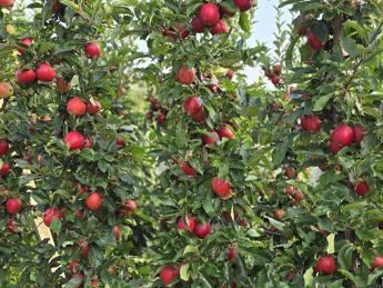 Trentino, partita la raccolta delle mele. Al lavoro fino ad ottobre