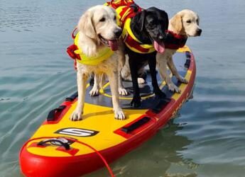 Sics, cani salvataggio sempre pronti per salvare vite ma l’impegno non si ferma in inverno