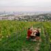 Turismo, alla scoperta dei vigneti viennesi