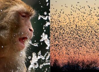 Anche gli animali si ‘sbronzano’, dalle scimmie agli uccelli ecco come assumono alcol