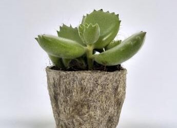 Canapa e altre fibre naturali, con Roger il vaso biodegradabile ed economico