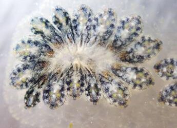 Da un invertebrato della Laguna Veneta nuove risposte per Alzheimer e Parkinson