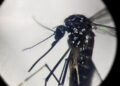 Dengue, in focolai in Italia prevale trasmissione a breve distanza: entro 400 metri