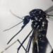 Dengue, in focolai in Italia prevale trasmissione a breve distanza: entro 400 metri