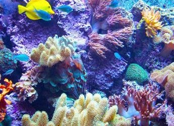 Negli ultimi 50 anni vertebrati selvatici in calo del 73%, allarme Wwf