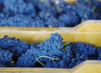 Vino, tutto pronto per l’evento dedicato al Pinot Nero