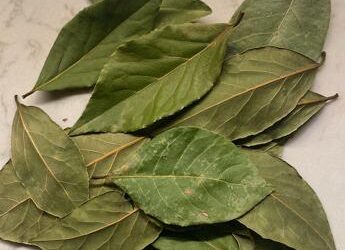 Dall’antica Roma al menù stellato, 10 motivi che rendono l’alloro campione proprietà benefiche