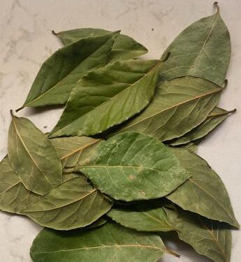 Dall’antica Roma al menù stellato, 10 motivi che rendono l’alloro campione proprietà benefiche