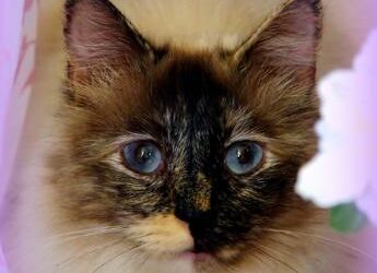 Aviaria, muore gatto in Oregon: ritirato cibo crudo congelato