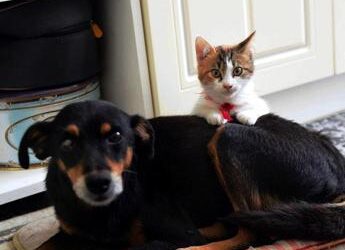 Gatti e cani a rischio aviaria? Le raccomandazioni dell’Iss: “No a carne cruda nella pappa”