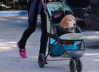 Cani nuovi bambini? Ricerca svela cosa lega il boom dei pet alle culle vuote