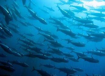 Sostenibilità, Findus: il 100% dei prodotti ittici certificato Msc e Asc