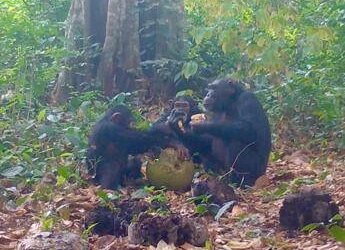 Agli scimpanzé piace bere alcol e lo fanno anche in compagnia