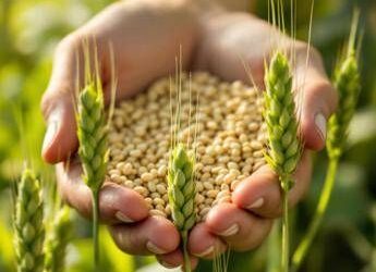 Cina coltiva la prima generazione di “orzo d’altura spaziale”