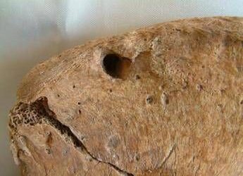 Il gladiatore di York e il leone, nello scheletro la prova delle lotte uomo-animali