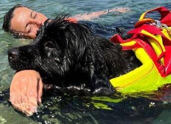 Estate, Sics: “300 cani salvataggio pronti per le accademie e i corsi internazionali”