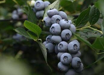 Al via la raccolta del mirtillo in Val di Non, le virtù delle sue bacche