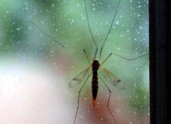 Da Dengue a West Nile incombe minaccia zanzare, appello igienisti ai Comuni