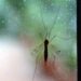 Da Dengue a West Nile incombe minaccia zanzare, appello igienisti ai Comuni