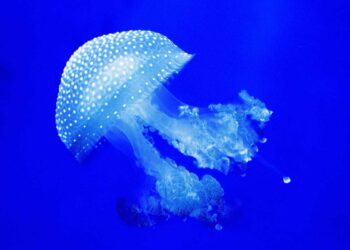 Attenzione alle meduse in mare: Cosa potrebbe succedere se ti toccano