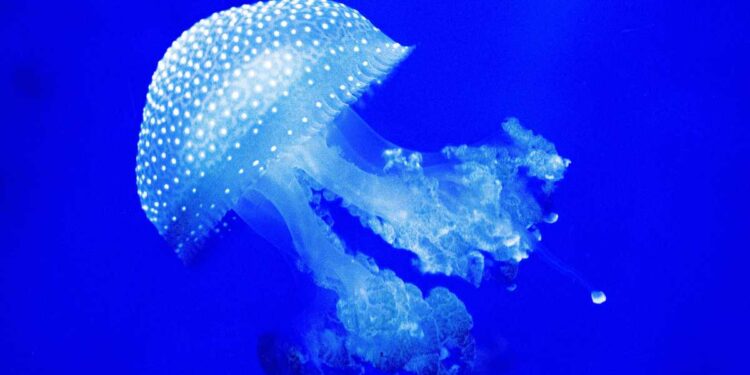 Attenzione alle meduse in mare: Cosa potrebbe succedere se ti toccano